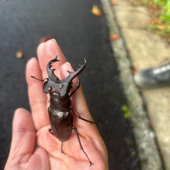 ミヤマクワガタ
道路にいたから木に移動中🪾🖐️