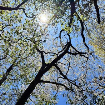 ベンチに寝そべりお花見