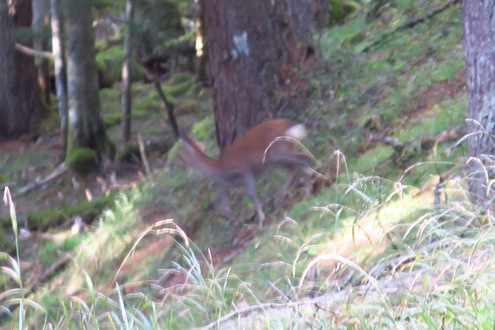 🦌