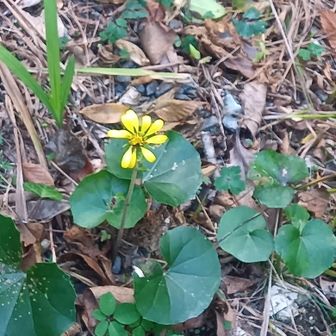 ツワブキ　一輪
下松で少し土産を買い帰宅
往復６時間　距離２８０㌔

宮島のボートレースが昨日で終わり渋滞なくてラッキー🚘️