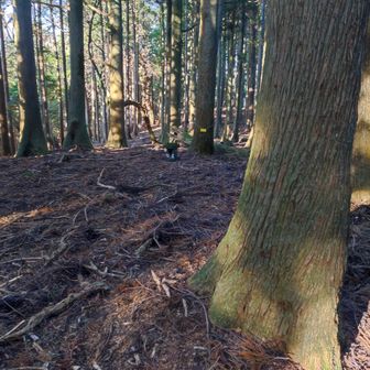 ヤマップの山頂の位置より、近野山の山頂は、手前にあると聞いていたので直ぐ見つかって、行ったり来たりせず済みました。