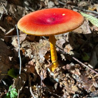 群生🍄