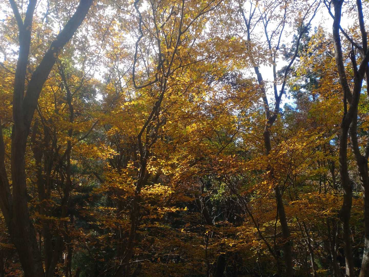 下の方はキレイでした🍁