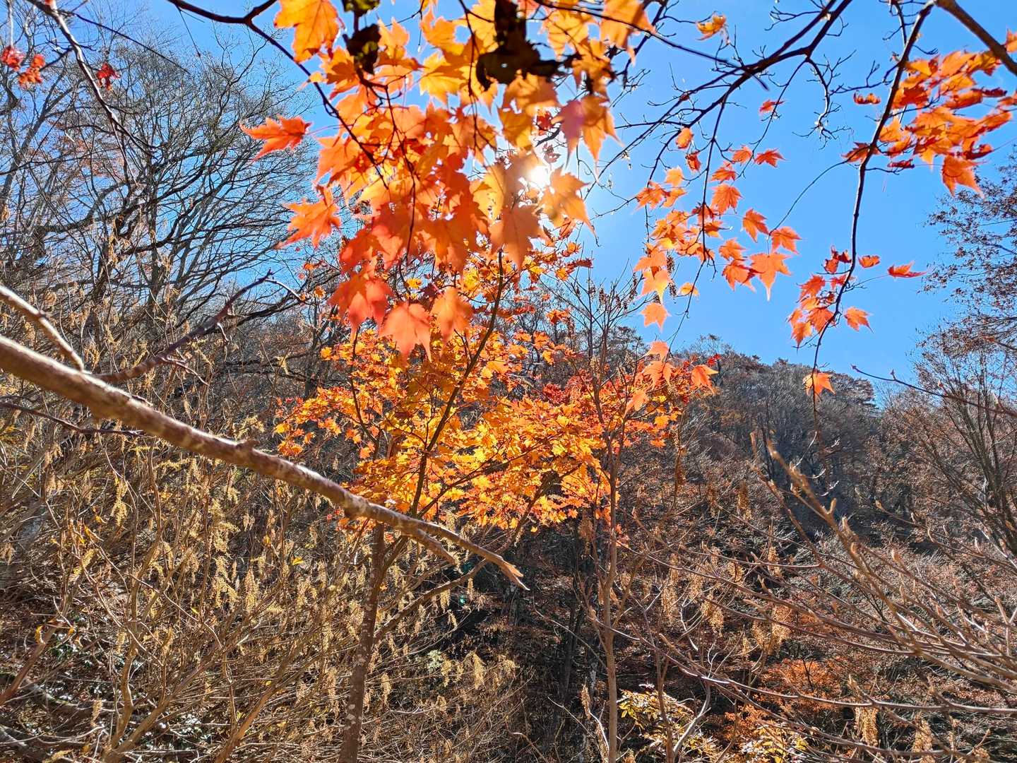 下山は陽ざしを浴びた紅葉の写真三昧です🍁