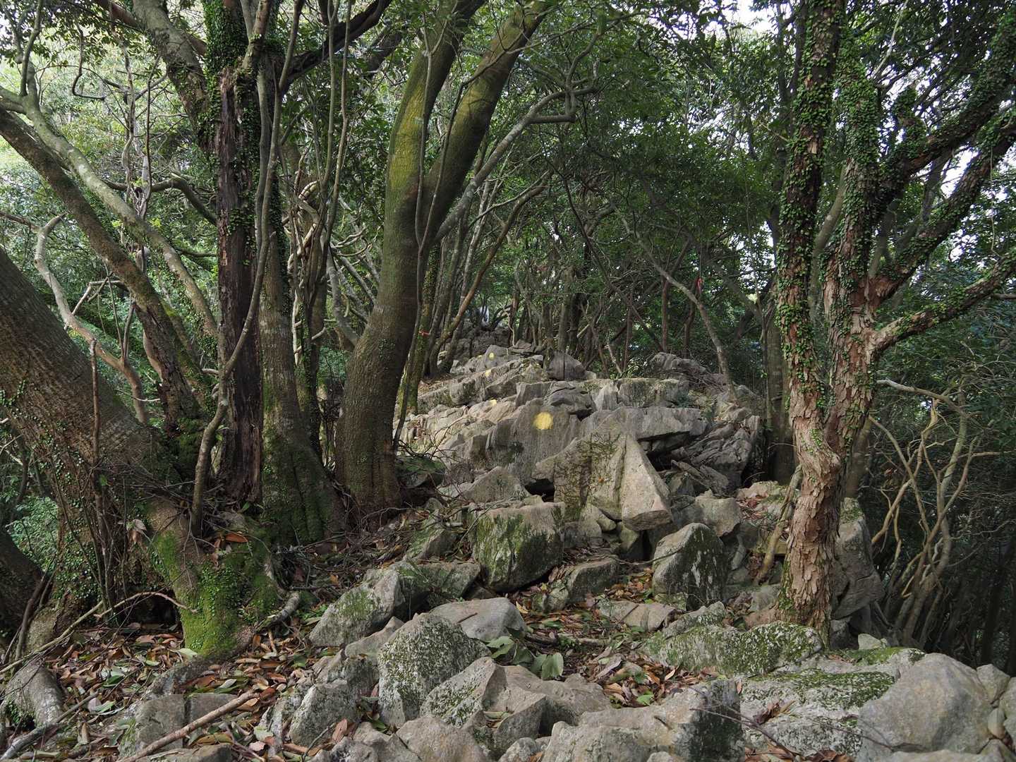歩きにくい岩🪨ロード