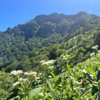 夜明け峠より石鎚を臨む。さらば。