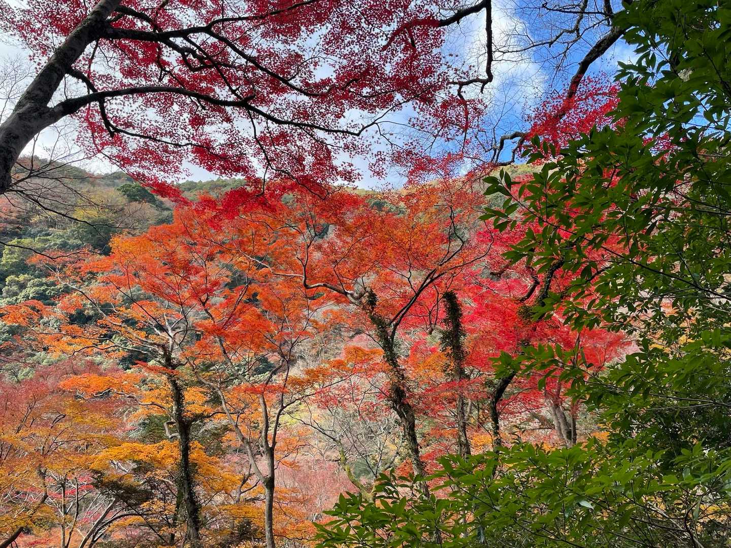 紅葉🍁