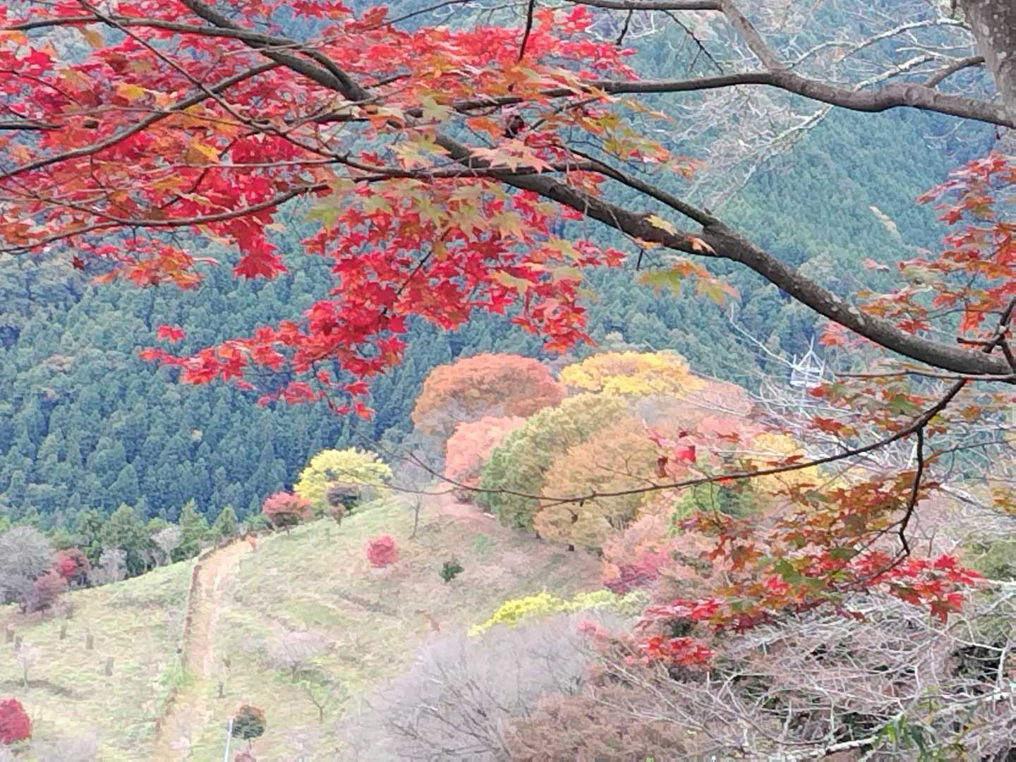 わー🍁紅葉とパステルカラーのもこもこが優しく素敵〜