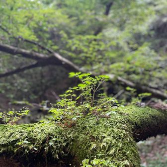 ロミ・滝が好き