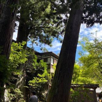立派な杉。