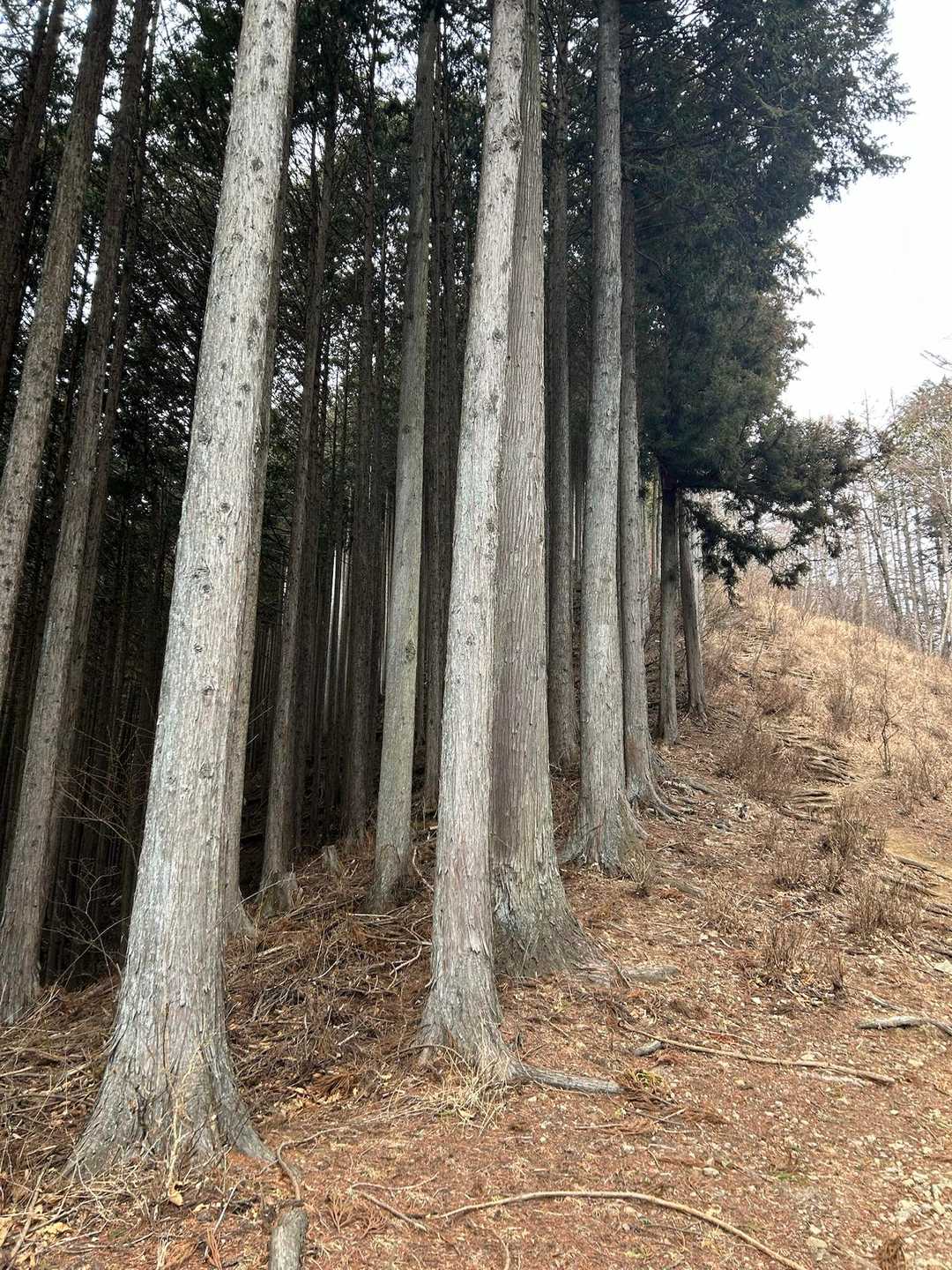 この登りが長く…頑張った😅