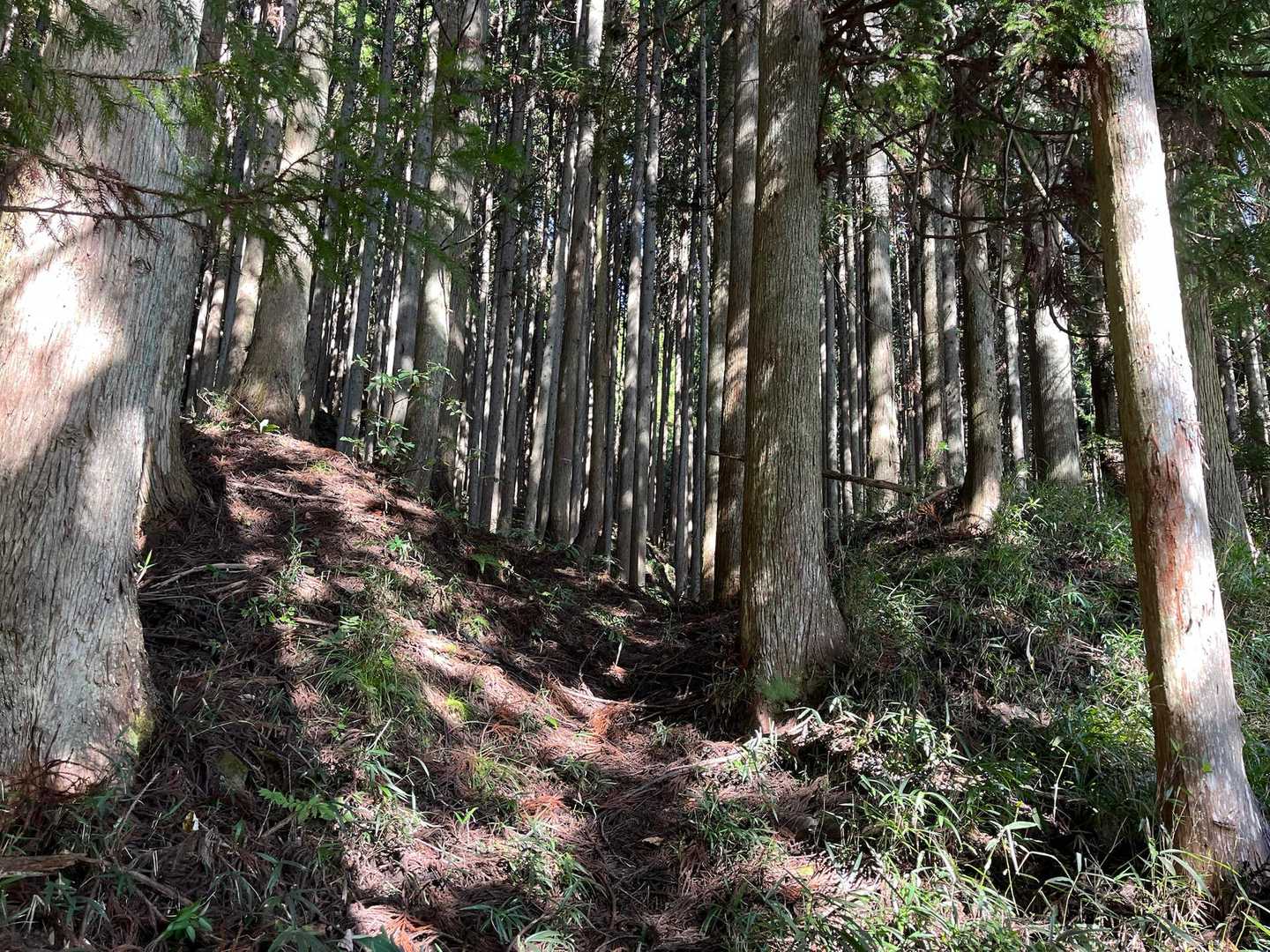 樹林帯に落ち着きました。