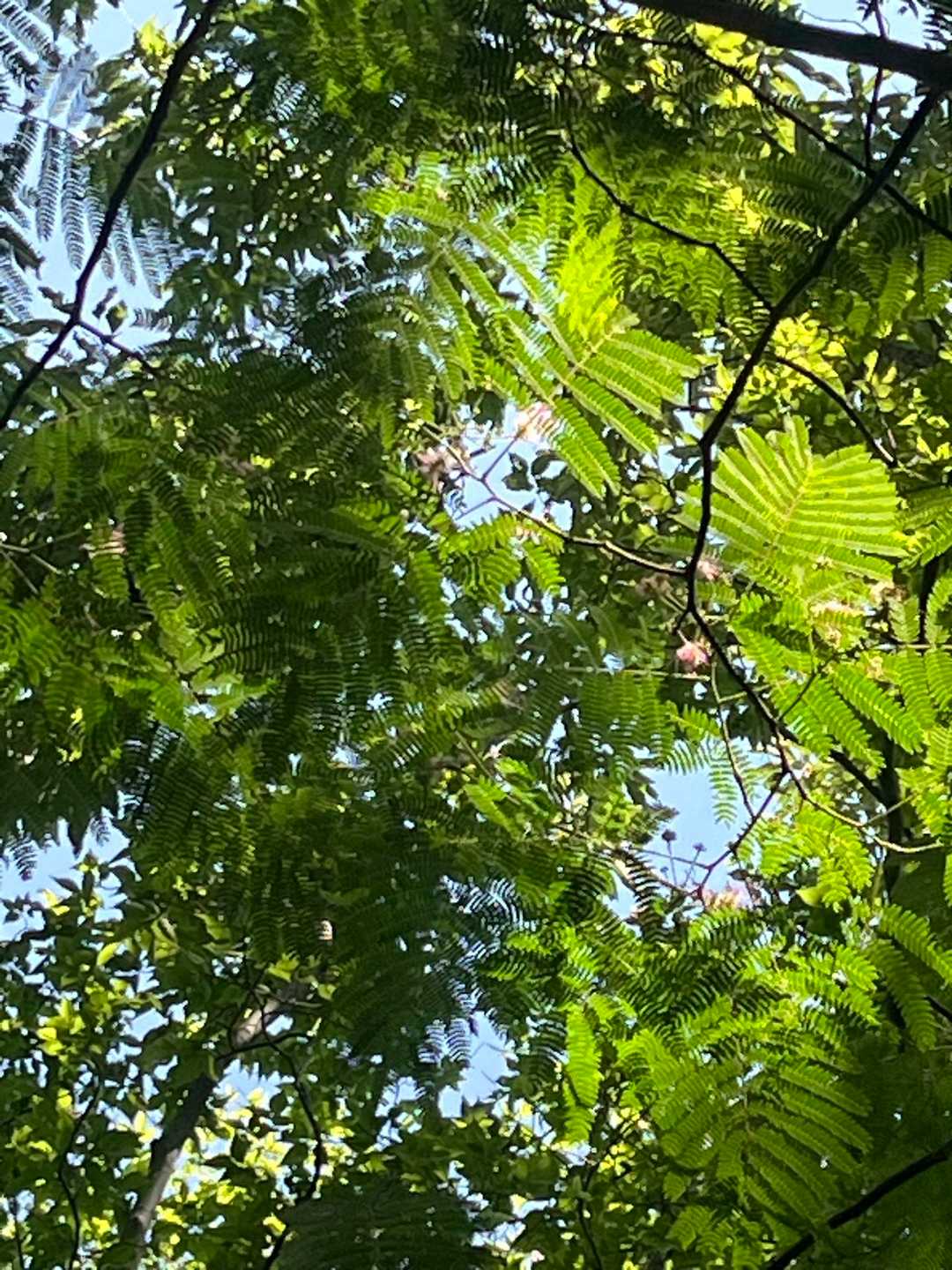 ネムの木の花がいっぱい咲いてました！写真じゃよくわからないけど💦