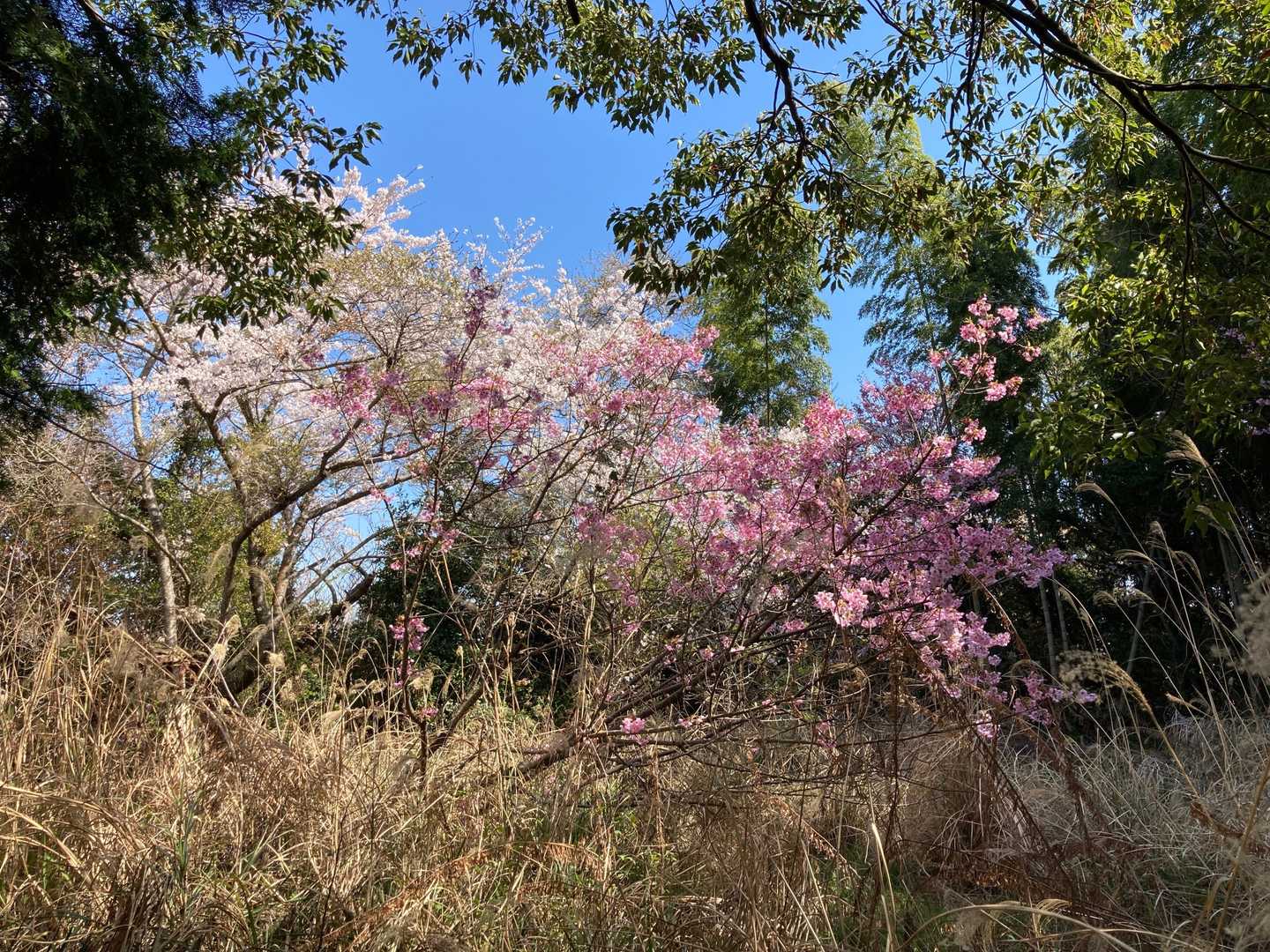 ここにも桜が🌸