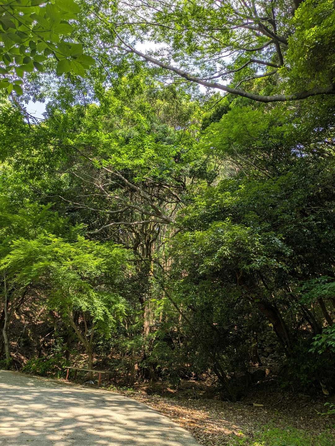 津乃峰山 往復コースの写真