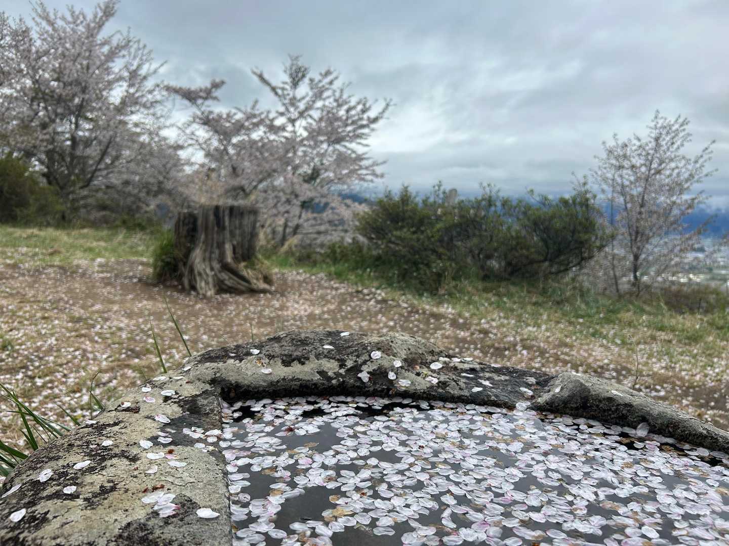 🌸散ってるとは言え、花びらが綺麗な日です。
