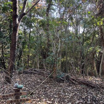 金石山、眺望無し