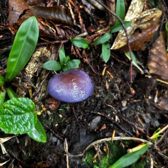 紫のきのこ🍄👀
