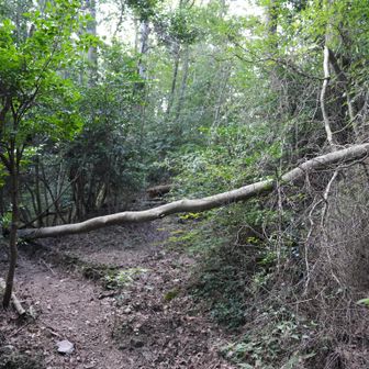 まあまあ狭い道行きます。