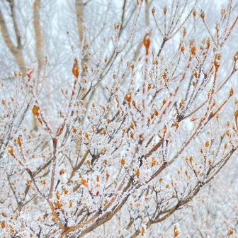 樹氷きれいだね
あっけなく下山するのが惜しい😥