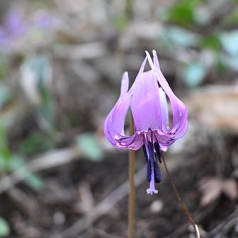 弟富士カタクリ園  カタクリ
Z50Ⅱ