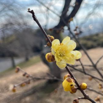 1輪咲いてました🌸