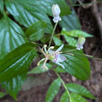 4号路のヤマホトトギス、これも蕾がある。