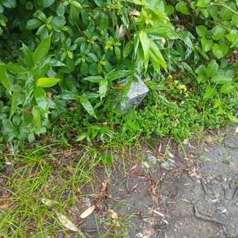 五合目以降雨が激しくなり､この六合目で撤退