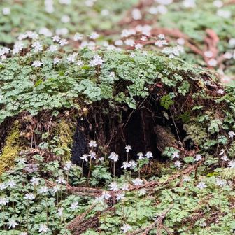 冷水山・百前森山・果無山 可愛い😍