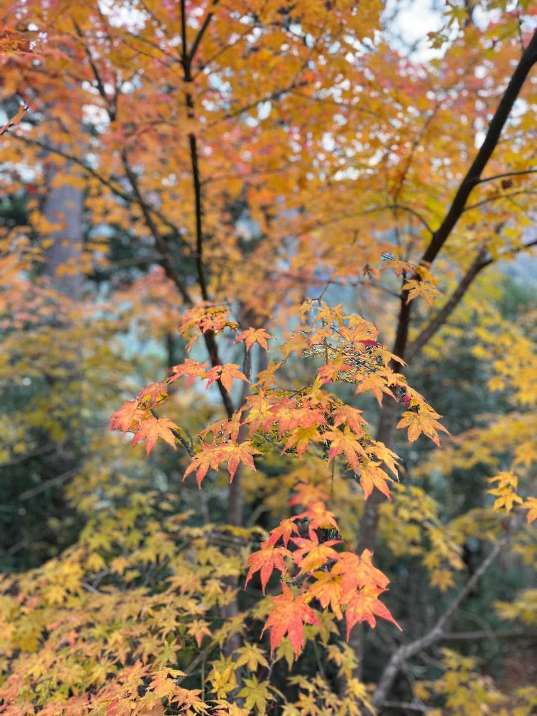 愛宕山-鋸山 往復コースの写真