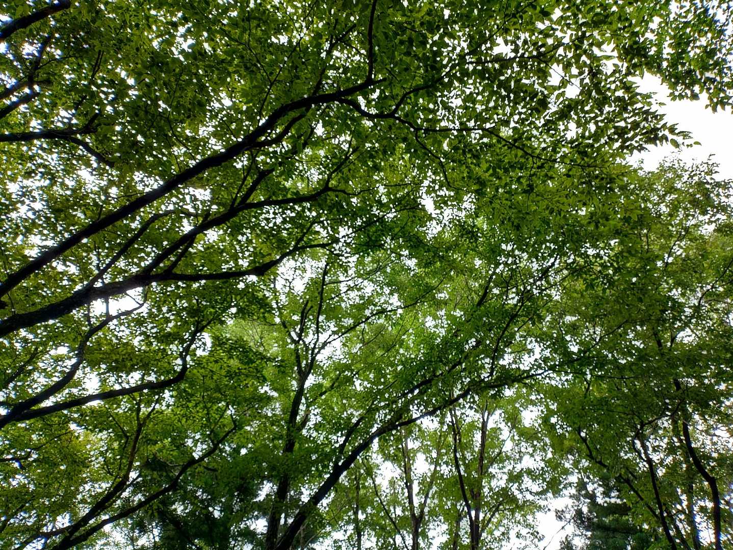 そろそろ秋…🙄
緑の山々が色とりどりに変化するんだろうな😌✨