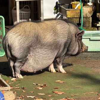 お腹がすごいね😅
食べてる時に覗けた牙もなかなか凄かった😱