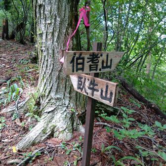 ホウキ山分岐👆