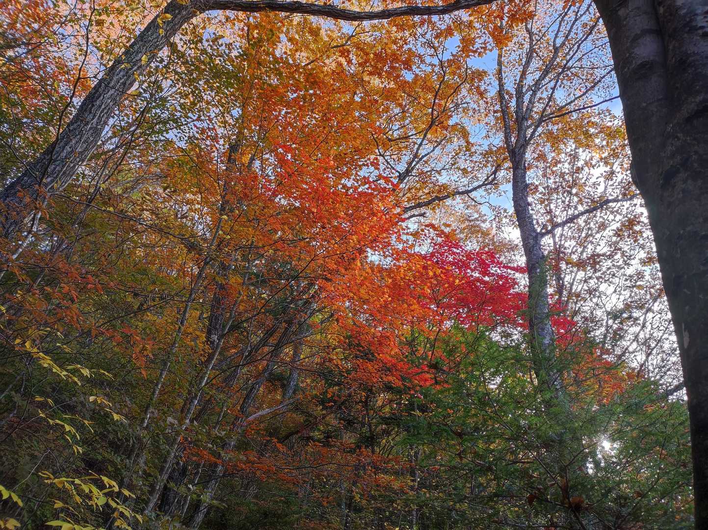 高鳥屋山-梨子野山-梨子野峠 縦走コースの写真