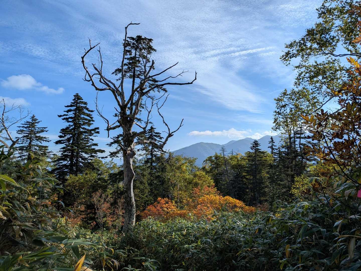 沼ノ原までの登山道、急登を上がると石狩岳方面の山々も見えてきました🙂