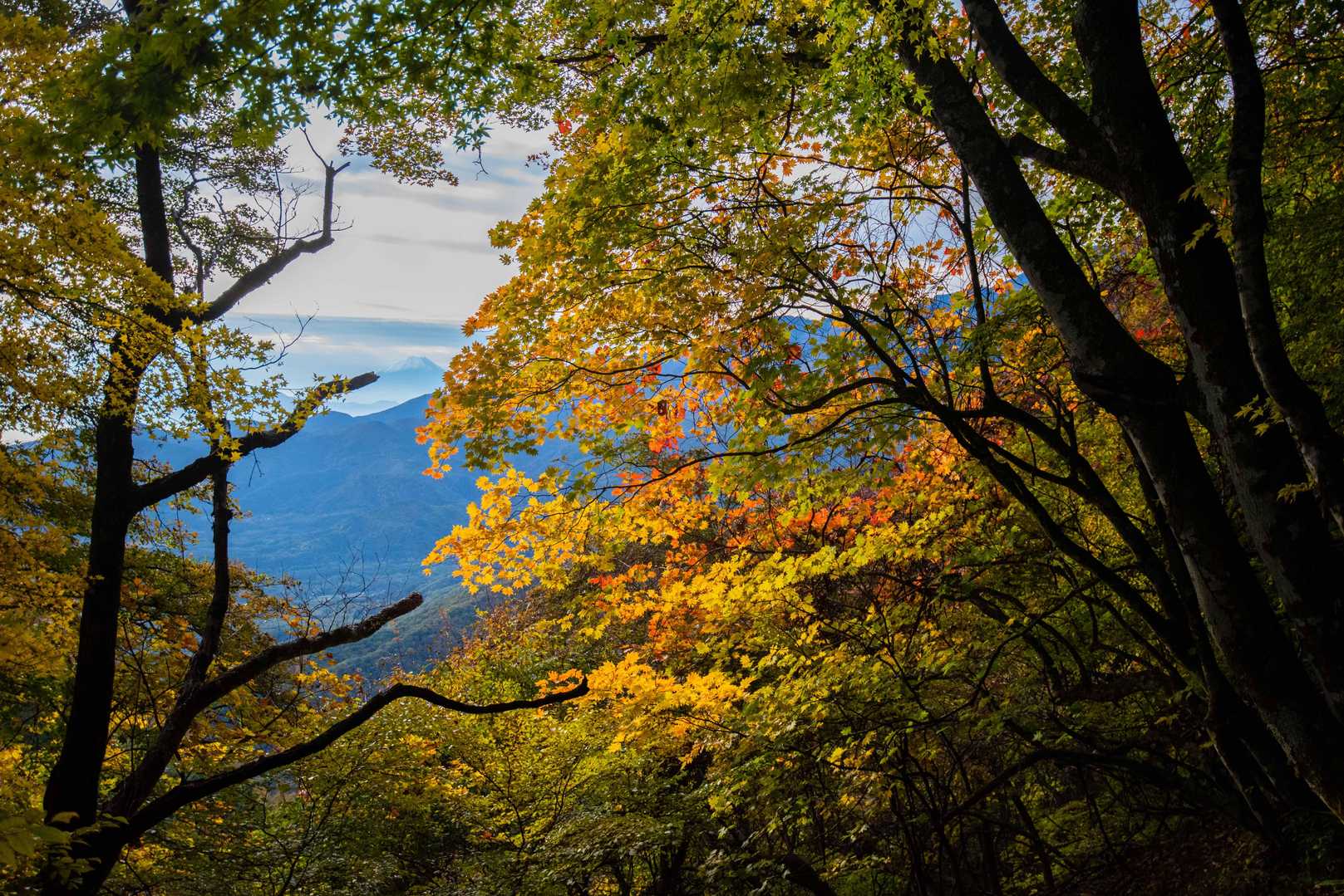 歩き始めて間もなくの綺麗な紅葉、木々の間から富士山が見えました。