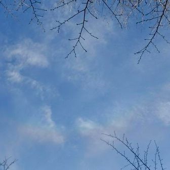 彩雲
頭上の野鳥のおかげで見れました。