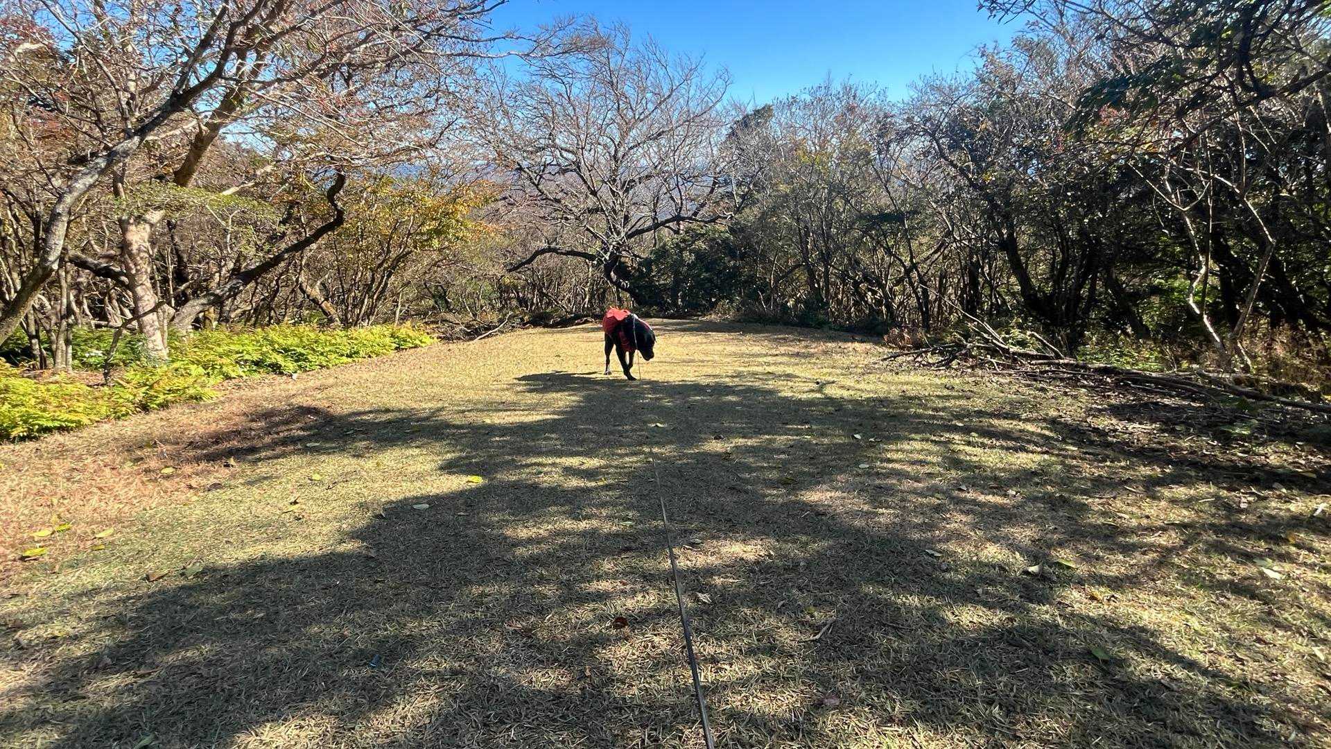 サクッと達磨山⛰️
チョコさん、座り込む事なく順調に歩けてよかった🎶距離も標高も丁度良いのかな❓続きを歩きにまた伊豆に来たいね。