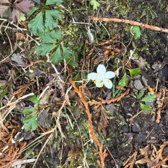 冷水山・百前森山・果無山 下山途中でバイカオウレン発見