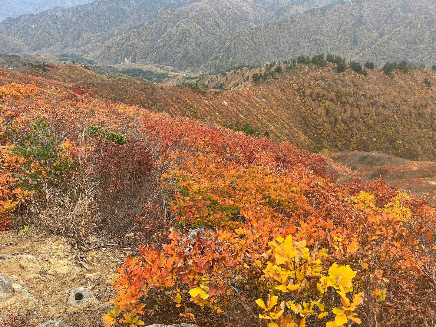 平ヶ岳往復 | 山小屋なし、難関コースの頂に広がる秘境の高層湿原の写真