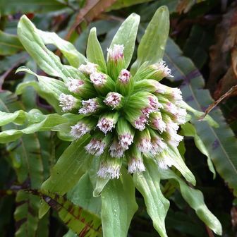 撮影したのは2つとも雌株。雄株も見たかった〜