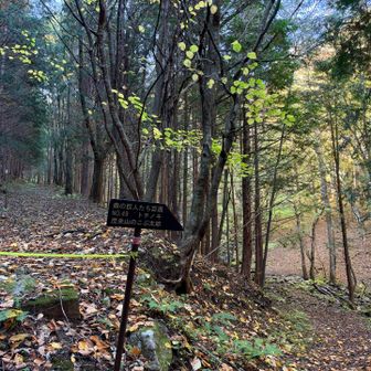 森の巨人たち百選 茂来山のコブ太郎の案内板が沢山あります。