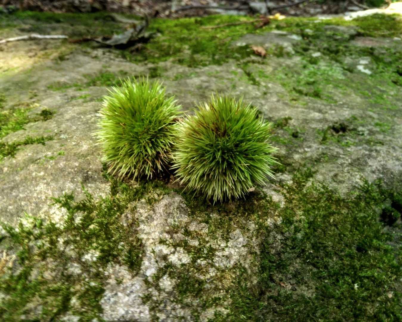 もうすぐ栗の季節ですね🌰
思わず📷パシャリ