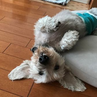 まつけんアポロ