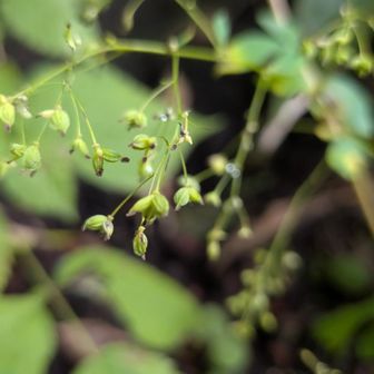 なにかの花後