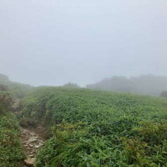 あれかな？山頂は？