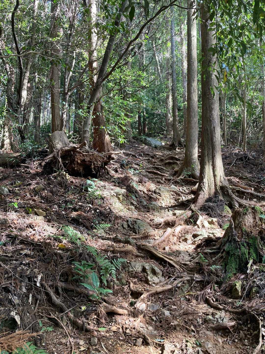 木の根が張った登山道急な所もありますが、歩きやすいです