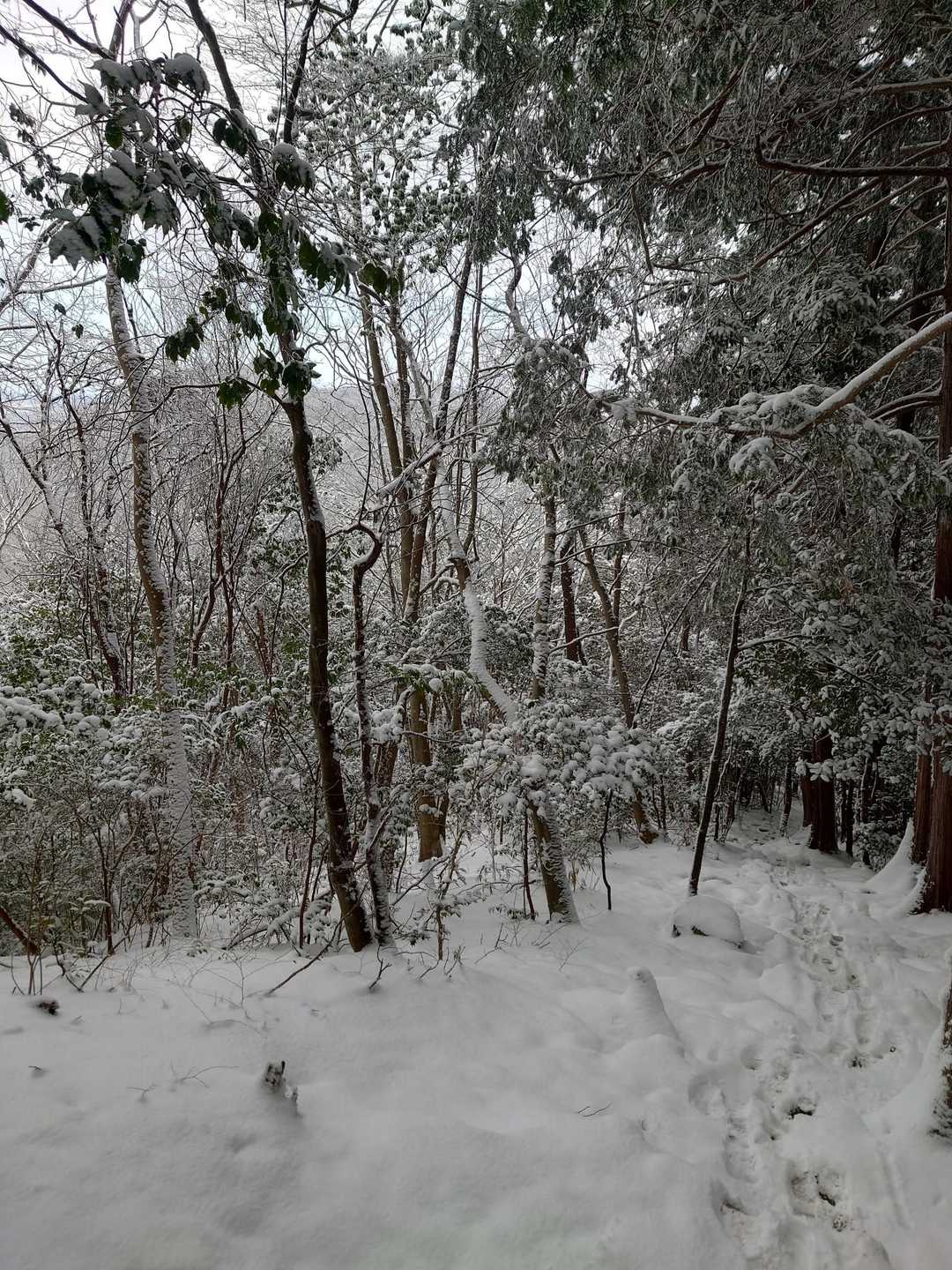 ソロソロと下山。

わんぱくコースは 今日は見送り💦