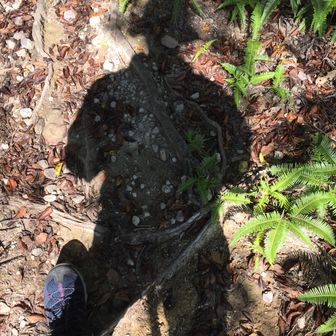 すずしかるらん