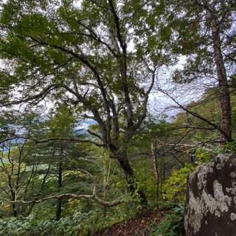 南登山道にある一番大きな🌳
太さは悠に１ｍ以上、樹齢はどれくらいだろ？
鎖場の手前にあります😊